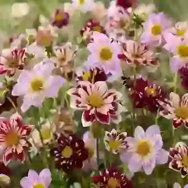 Pink & Purple Collarette Mix